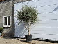 Olijfboom vertakt - olea europaea - ca. 80 jaar oud - hoogte ca. 250 cm - afbeelding 2 van  5
