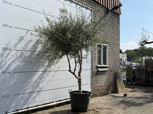 Olijfboom vertakt - olea europaea - ca. 80 jaar oud - hoogte ca. 250 cm - afbeelding 3 van  5