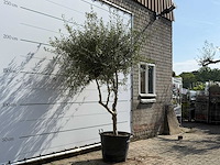 Olijfboom vertakt - olea europaea - ca. 80 jaar oud - hoogte ca. 250 cm - afbeelding 3 van  5