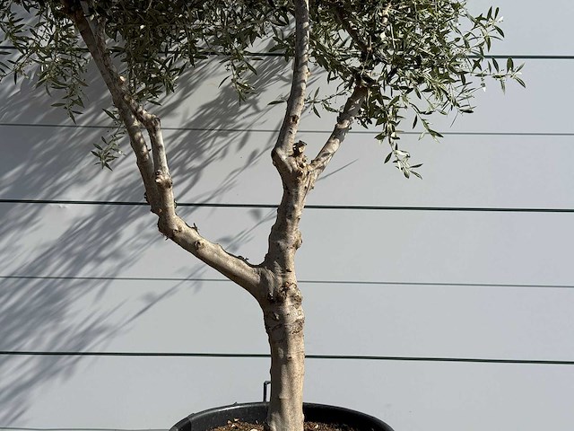 Olijfboom vertakt - olea europaea - ca. 80 jaar oud - hoogte ca. 250 cm - afbeelding 4 van  5