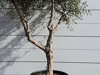 Olijfboom vertakt - olea europaea - ca. 80 jaar oud - hoogte ca. 250 cm - afbeelding 4 van  5