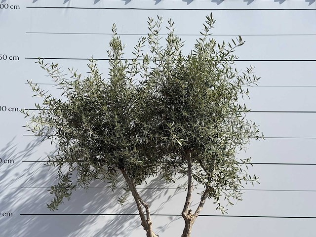 Olijfboom vertakt - olea europaea - ca. 80 jaar oud - hoogte ca. 250 cm - afbeelding 5 van  5