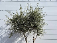 Olijfboom vertakt - olea europaea - ca. 80 jaar oud - hoogte ca. 250 cm - afbeelding 5 van  5