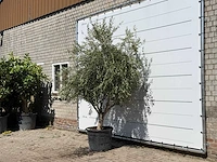 Olijfboom vertakt xl - olea europaea - ca. 60 jaar oud - hoogte ca. 200 cm - afbeelding 2 van  3