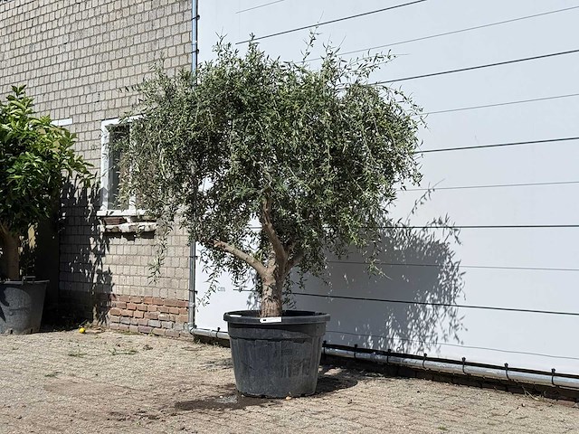 Olijfboom vertakt xl - olea europaea - ca. 60 jaar oud - hoogte ca. 220 cm - afbeelding 1 van  2