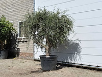 Olijfboom vertakt xl - olea europaea - ca. 60 jaar oud - hoogte ca. 220 cm - afbeelding 1 van  2