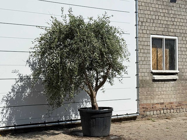 Olijfboom vertakt xl - olea europaea - ca. 60 jaar oud - hoogte ca. 220 cm - afbeelding 2 van  2
