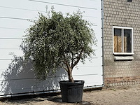 Olijfboom vertakt xl - olea europaea - ca. 60 jaar oud - hoogte ca. 220 cm - afbeelding 2 van  2