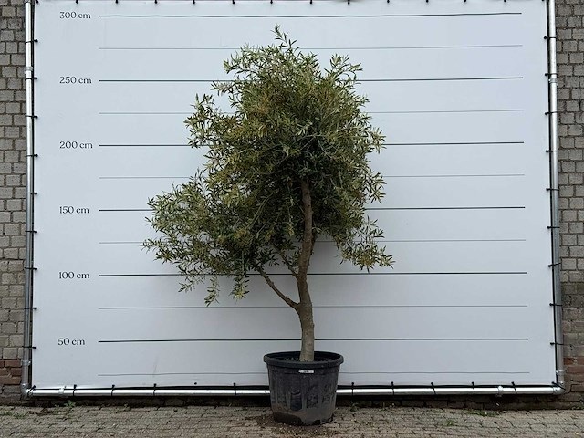 Olijfboom vertakt xl - olea europaea - ca. 60 jaar oud - hoogte ca. 250 cm - afbeelding 1 van  4