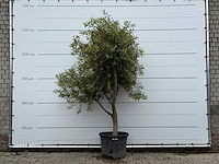 Olijfboom vertakt xl - olea europaea - ca. 60 jaar oud - hoogte ca. 250 cm - afbeelding 1 van  4