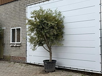 Olijfboom vertakt xl - olea europaea - ca. 60 jaar oud - hoogte ca. 250 cm - afbeelding 2 van  4