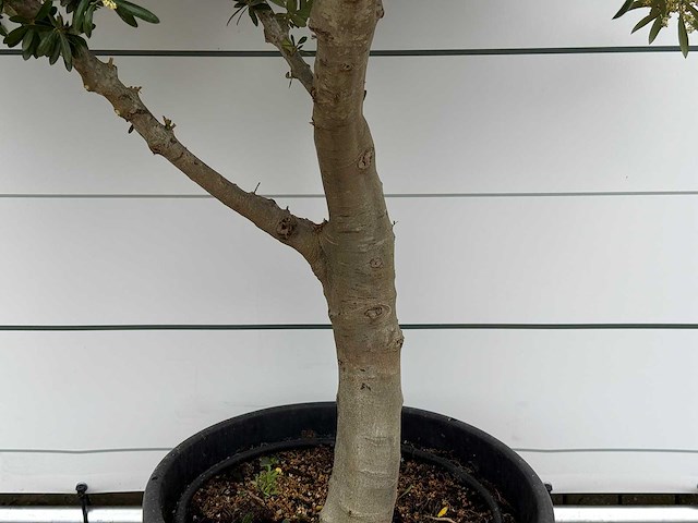 Olijfboom vertakt xl - olea europaea - ca. 60 jaar oud - hoogte ca. 250 cm - afbeelding 3 van  4