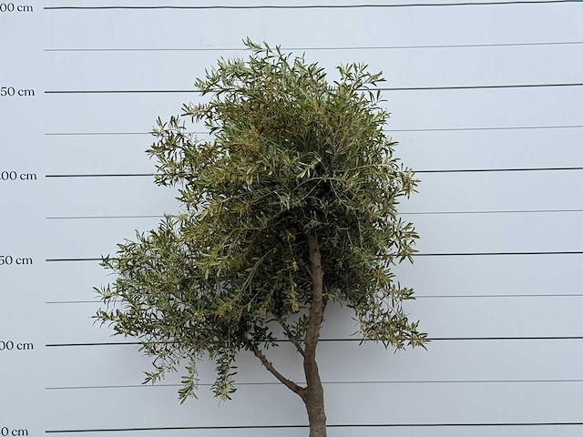 Olijfboom vertakt xl - olea europaea - ca. 60 jaar oud - hoogte ca. 250 cm - afbeelding 4 van  4