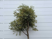 Olijfboom vertakt xl - olea europaea - ca. 60 jaar oud - hoogte ca. 250 cm - afbeelding 4 van  4