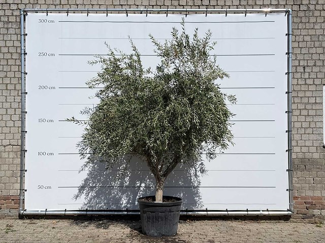 Olijfboom vertakt xl - olea europaea - ca. 60 jaar oud - hoogte ca. 250 cm - afbeelding 1 van  3