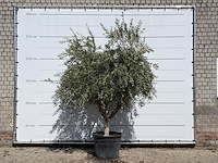 Olijfboom vertakt xl - olea europaea - ca. 60 jaar oud - hoogte ca. 250 cm - afbeelding 1 van  3