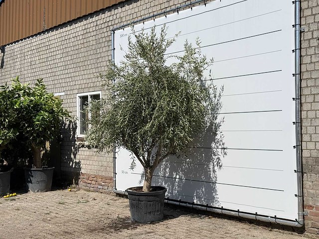 Olijfboom vertakt xl - olea europaea - ca. 60 jaar oud - hoogte ca. 250 cm - afbeelding 2 van  3