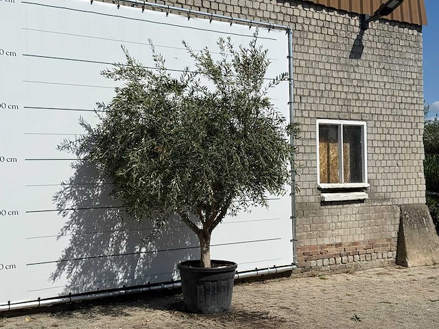 Olijfboom vertakt xl - olea europaea - ca. 60 jaar oud - hoogte ca. 250 cm - afbeelding 3 van  3
