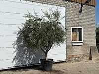 Olijfboom vertakt xl - olea europaea - ca. 60 jaar oud - hoogte ca. 250 cm - afbeelding 3 van  3