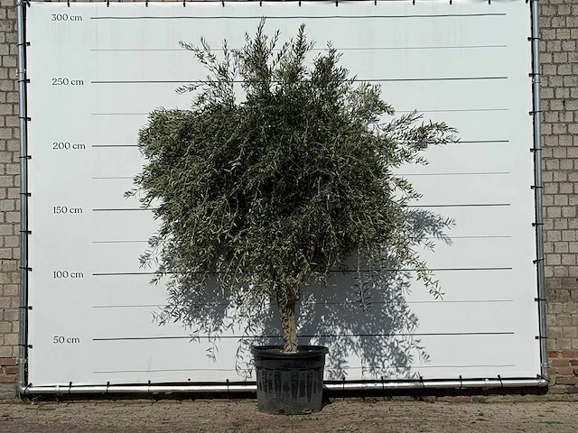 Olijfboom vertakt xl - olea europaea - ca. 60 jaar oud - hoogte ca. 250 cm - afbeelding 1 van  4