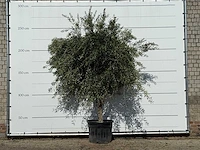 Olijfboom vertakt xl - olea europaea - ca. 60 jaar oud - hoogte ca. 250 cm