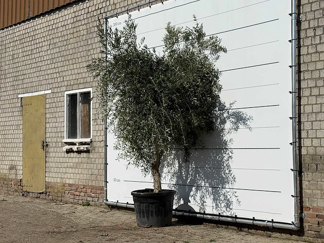 Olijfboom vertakt xl - olea europaea - ca. 60 jaar oud - hoogte ca. 250 cm - afbeelding 2 van  4