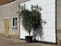 Olijfboom vertakt xl - olea europaea - ca. 60 jaar oud - hoogte ca. 250 cm - afbeelding 2 van  4