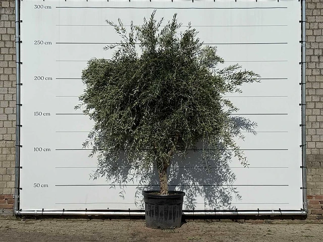 Olijfboom vertakt xl - olea europaea - ca. 60 jaar oud - hoogte ca. 250 cm - afbeelding 3 van  4