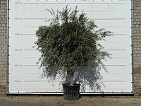 Olijfboom vertakt xl - olea europaea - ca. 60 jaar oud - hoogte ca. 250 cm - afbeelding 3 van  4
