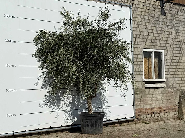 Olijfboom vertakt xl - olea europaea - ca. 60 jaar oud - hoogte ca. 250 cm - afbeelding 4 van  4