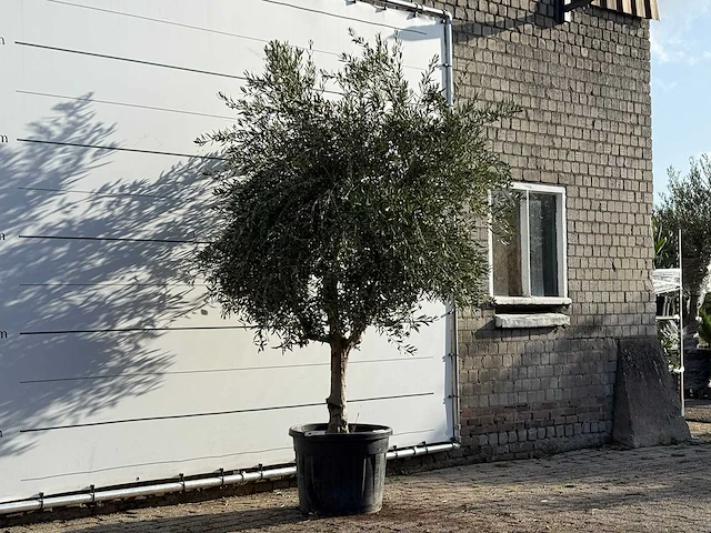 Olijfboom vertakt xl - olea europaea - ca. 60 jaar oud - hoogte ca. 250 cm - afbeelding 3 van  3
