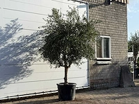 Olijfboom vertakt xl - olea europaea - ca. 60 jaar oud - hoogte ca. 250 cm - afbeelding 3 van  3
