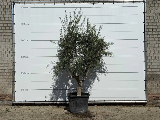 Olijfboom vertakt xl - olea europaea - ca. 60 jaar oud - hoogte ca. 250 cm - afbeelding 1 van  3