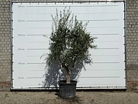 Olijfboom vertakt xl - olea europaea - ca. 60 jaar oud - hoogte ca. 250 cm