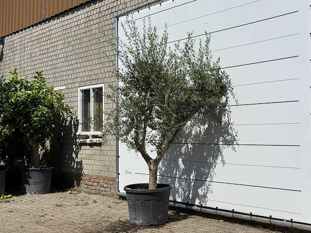 Olijfboom vertakt xl - olea europaea - ca. 60 jaar oud - hoogte ca. 250 cm - afbeelding 2 van  3