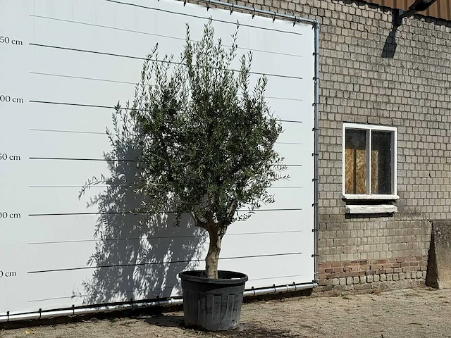 Olijfboom vertakt xl - olea europaea - ca. 60 jaar oud - hoogte ca. 250 cm - afbeelding 3 van  3