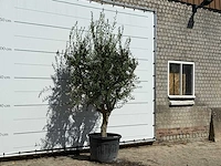 Olijfboom vertakt xl - olea europaea - ca. 60 jaar oud - hoogte ca. 250 cm - afbeelding 3 van  3