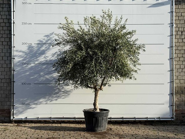Olijfboom vertakt xl - olea europaea - ca. 60 jaar oud - hoogte ca. 260 cm - afbeelding 1 van  3