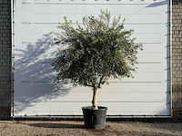 Olijfboom vertakt xl - olea europaea - ca. 60 jaar oud - hoogte ca. 260 cm - afbeelding 1 van  3