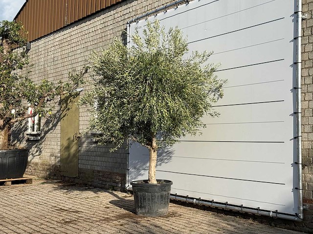 Olijfboom vertakt xl - olea europaea - ca. 60 jaar oud - hoogte ca. 260 cm - afbeelding 2 van  3