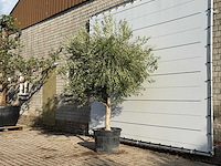 Olijfboom vertakt xl - olea europaea - ca. 60 jaar oud - hoogte ca. 260 cm - afbeelding 2 van  3