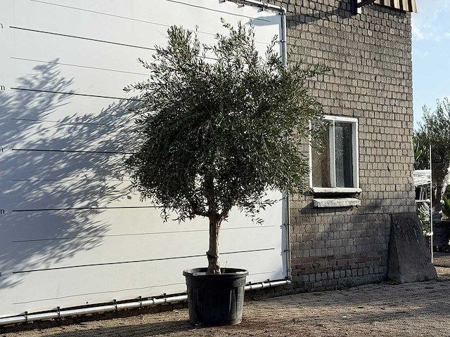Olijfboom vertakt xl - olea europaea - ca. 60 jaar oud - hoogte ca. 260 cm - afbeelding 3 van  3