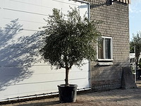 Olijfboom vertakt xl - olea europaea - ca. 60 jaar oud - hoogte ca. 260 cm - afbeelding 3 van  3