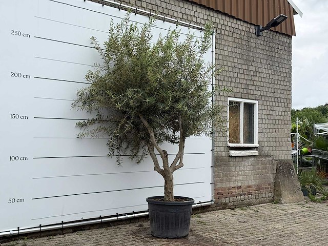 Olijfboom vertakt xl - olea europaea - ca. 60 jaar oud - hoogte ca. 270 cm - afbeelding 1 van  2