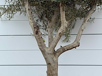 Olijfboom vertakt xl - olea europaea - ca. 60 jaar oud - hoogte ca. 270 cm - afbeelding 2 van  2