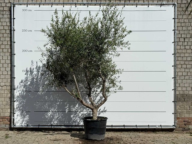 Olijfboom vertakt xl - olea europaea - ca. 60 jaar oud - hoogte ca. 270 cm - afbeelding 1 van  4