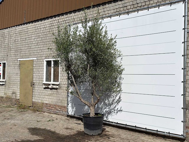 Olijfboom vertakt xl - olea europaea - ca. 60 jaar oud - hoogte ca. 270 cm - afbeelding 2 van  4