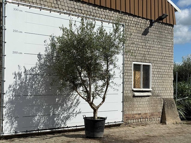 Olijfboom vertakt xl - olea europaea - ca. 60 jaar oud - hoogte ca. 270 cm - afbeelding 3 van  4