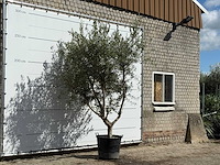 Olijfboom vertakt xl - olea europaea - ca. 60 jaar oud - hoogte ca. 270 cm - afbeelding 3 van  4