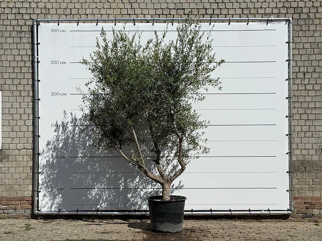 Olijfboom vertakt xl - olea europaea - ca. 60 jaar oud - hoogte ca. 270 cm - afbeelding 4 van  4